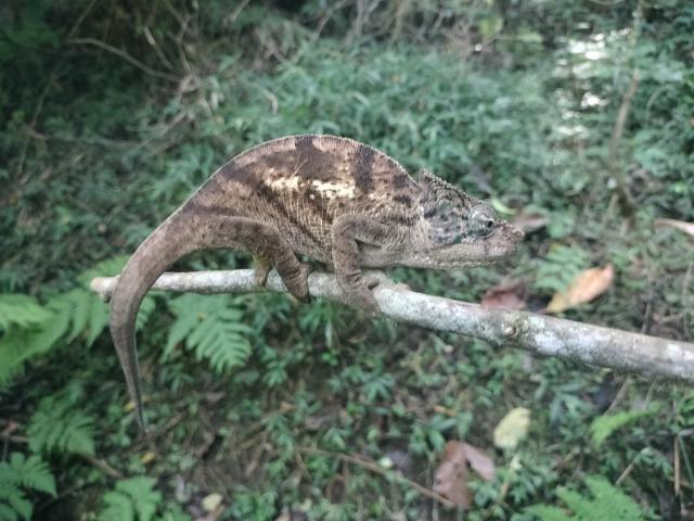 Fantasy Travel Shop - 1