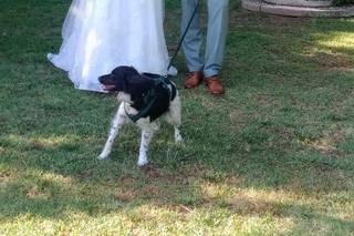 JL Dog Sitter for wedding - 5