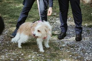 Le Cat e Dog Sitter - Wedding - 6