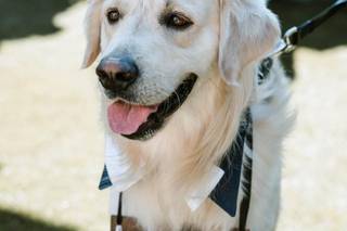 Wedding Dog Service - 5