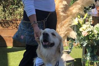 Wedding Dog Service - 7