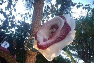 Jessica Fildi Events - 6