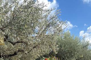 Riccardo Cortegiani Il Fiorista - 5