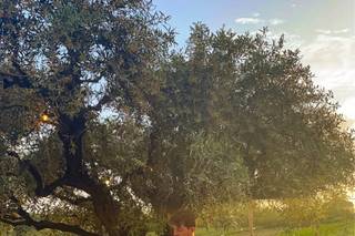 Golose Creazioni By Max - 13