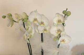 Orchidea snc - 5