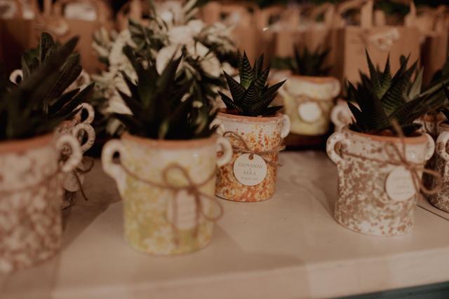 Withlove Plants - 1