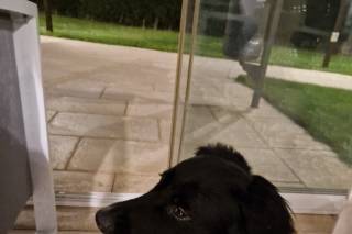 Francesca Dog SItter - Bau Wedding - 6