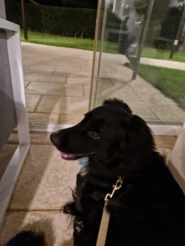 Francesca Dog SItter - Bau Wedding - 2