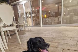 Francesca Dog SItter - Bau Wedding - 7