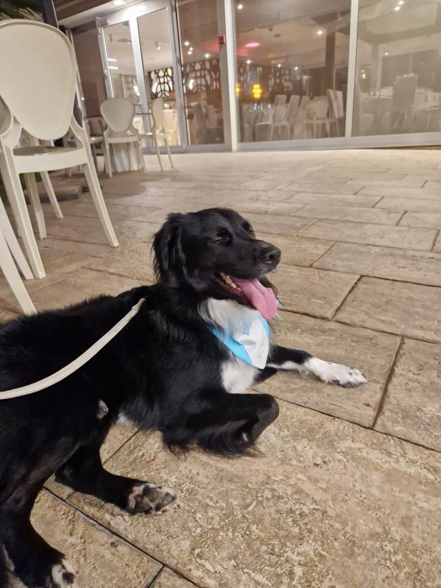Francesca Dog SItter - Bau Wedding - 3