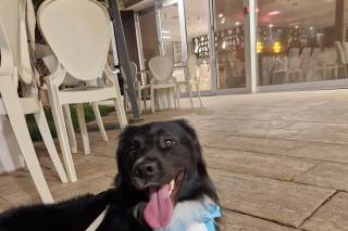 Francesca Dog SItter - Bau Wedding - 8