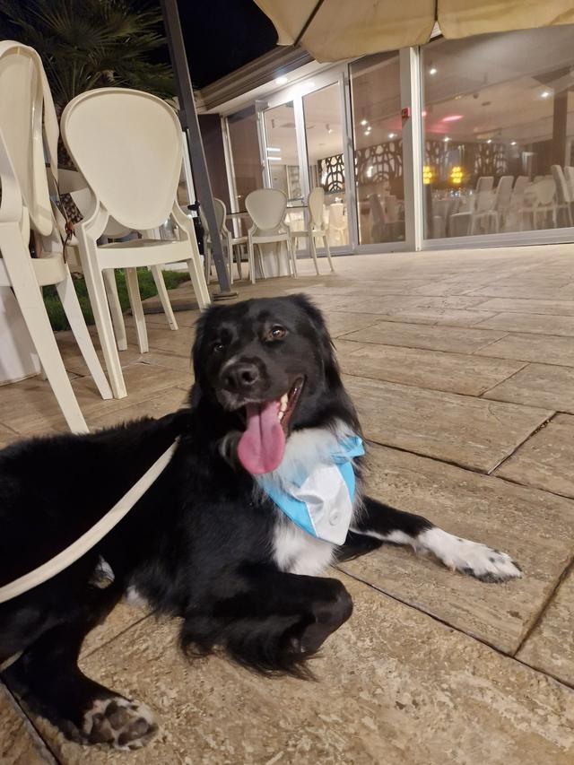 Francesca Dog SItter - Bau Wedding - 4