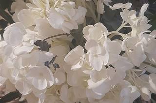 L’Angolo Fiorito - 8