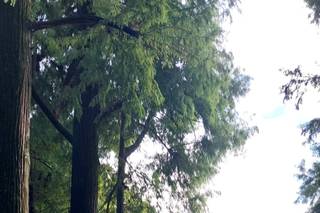 Il Borgo in Fiore e non solo - 7