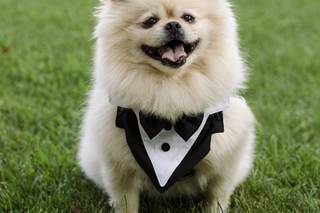 Oh my dog wedding - 9