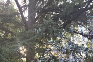 Augusti Wedding - 19