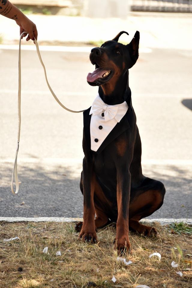 Wedding dogsitter Sheila for dogs - 3
