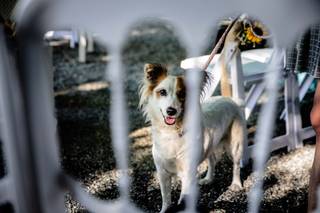 Le Mariage Parfait - Wedding Pet Sitting - 5