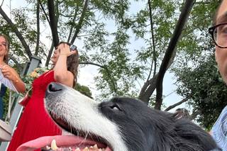 Francesca Dog SItter - Bau Wedding - 9