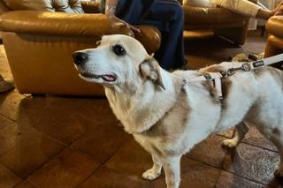 Andressa’s Wedding Dog Sitter - 5