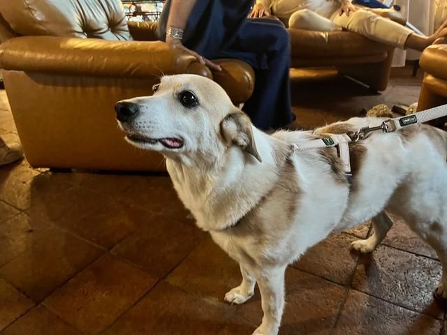 Andressa’s Wedding Dog Sitter - 3