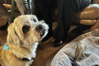 Andressa’s Wedding Dog Sitter - 6