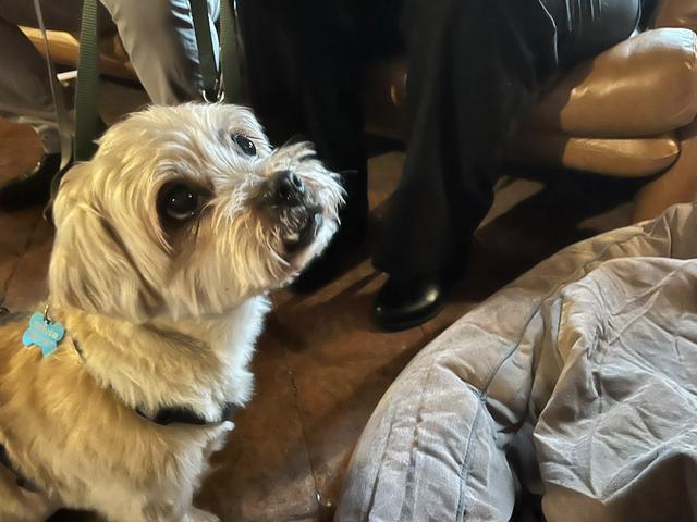 Andressa’s Wedding Dog Sitter - 4