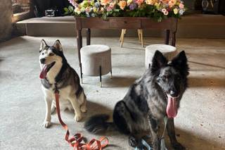 Oh my dog wedding - 10