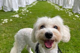 Oh my dog wedding - 14