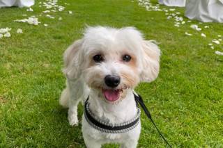 Oh my dog wedding - 15