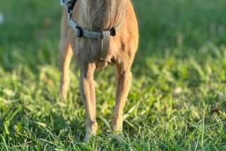 Asia's Friends Doggy Events - 8