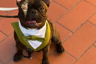 Asia's Friends Doggy Events - 5