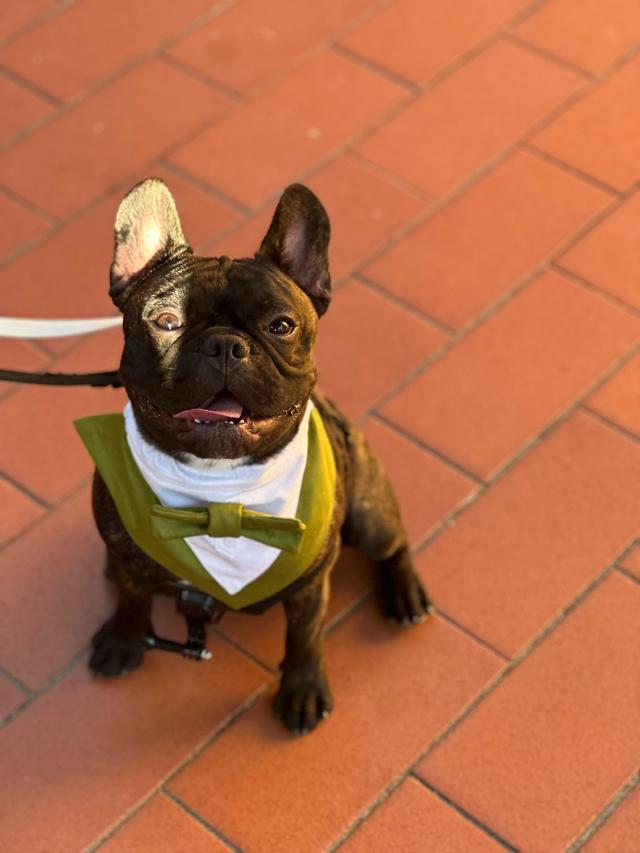 Asia's Friends Doggy Events - 1