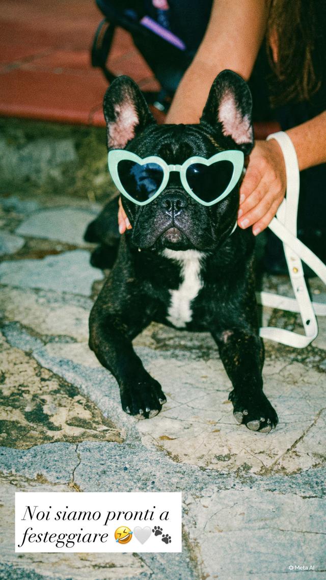 Asia's Friends Doggy Events - 4