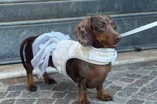 Asia's Friends Doggy Events - 10