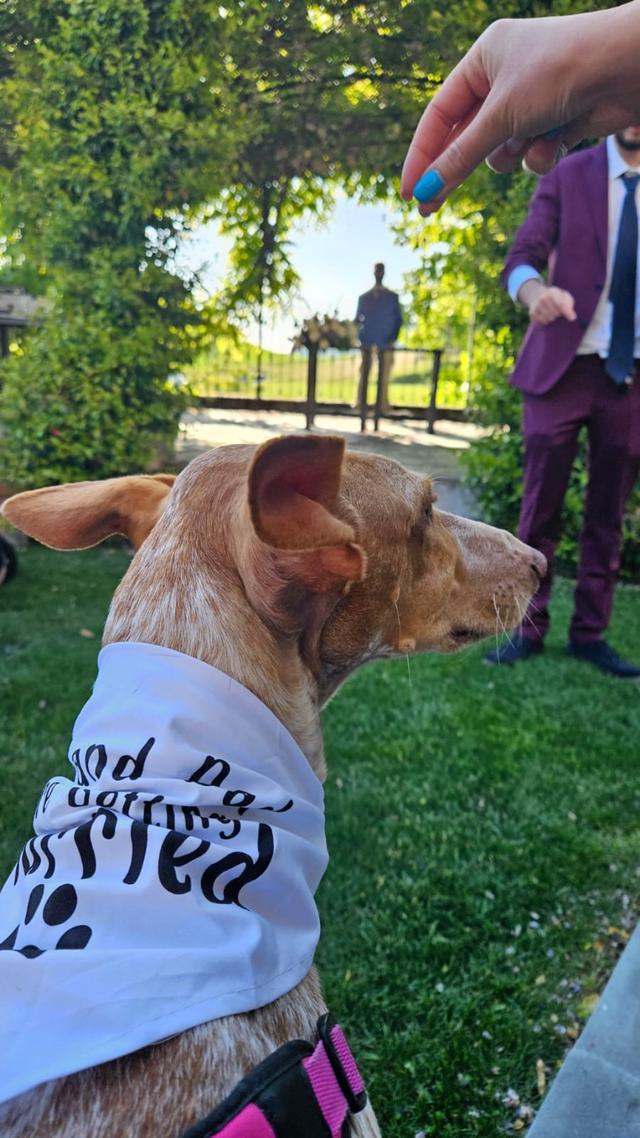 Dog Miss - 1
