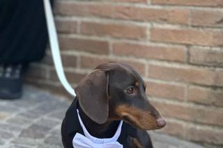Asia's Friends Doggy Events - 11