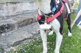 Dog Miss - 7