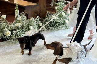 Asia's Friends Doggy Events - 12