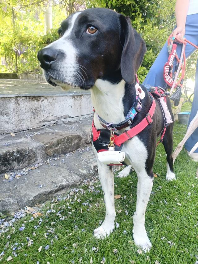 Dog Miss - 3