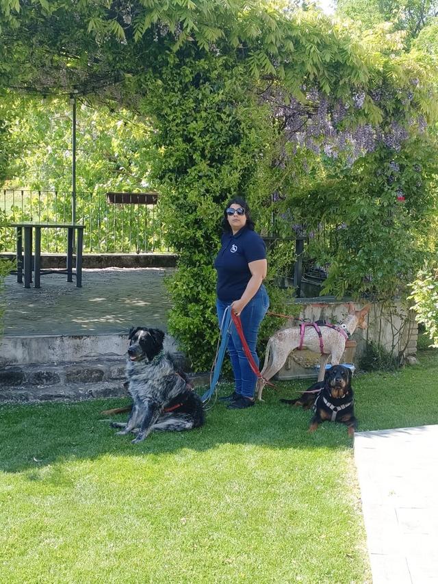 Dog Miss - 4