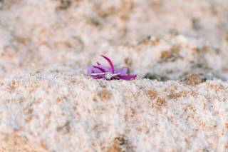 Velluto Photography - 6