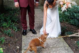 Ila Wedding Dog Sitter - 5