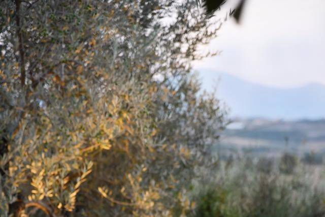 Borgo Sant'Ambrogio 5