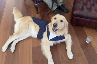 Davide - Wedding Dog Sitter - 7