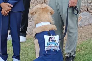 Davide - Wedding Dog Sitter - 8