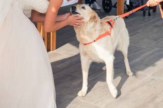 Silvia Wedding Dog Sitter - 11