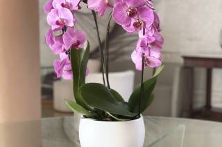 Grand Hotel Moon Valley - 5