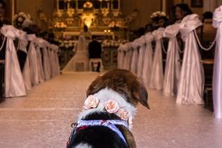 Dog's Life wedding dog sitter - 9