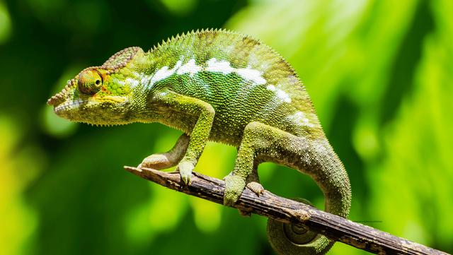 Fantasy Travel Shop - 3